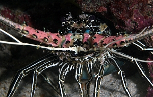 Raja Ampat 2019 - DSC06799_rc - Painted spiny lobster - Langouste peinte - Panulirus versicolor